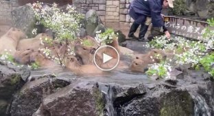 Капибары купаются в горячем источнике