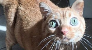 Потейто: кот, ставший звездой благодаря своим глазам необычно большого размера (10 фото + видео)