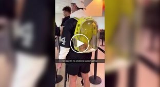 A passenger smuggled fried chicken onto a plane, calling it an "emotional support animal"