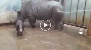 Первое купание маленького черного носорога