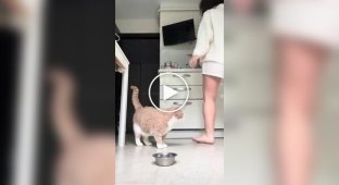 Woman ignores cat's hints