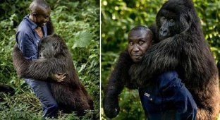 Смотритель национального парка в Конго завел себе необычного друга (6 фото)