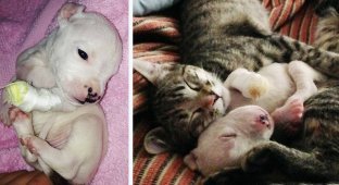 Кошки воспитывают трёхногого щенка, которого пыталась съесть его мать (13 фото)