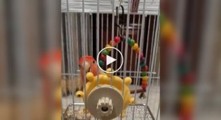 A toy awakened a pirate in a parrot