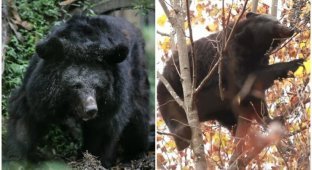 В Японии медведи массово атакуют фермы с виноградом (4 фото + 1 видео)