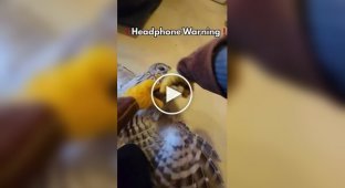 Крик недовольной совы