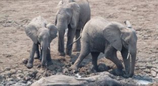Слон застрял в грязи (16 фотографий)
