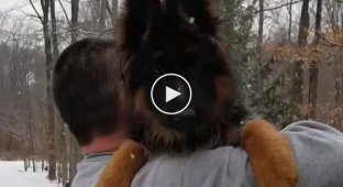 Don't be afraid, it's just snow and I will save you. German Shepherd tries to save his owner from the snow