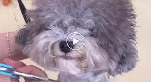 Beautiful dog haircut