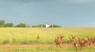Sudden attack of a leopard on an antelope
