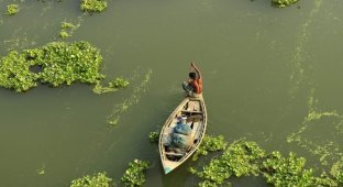 Как выдры в Бангладеш помогают рыбакам ловить рыбу (12 фото)