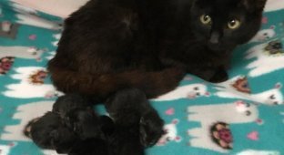 Жінка дала притулок знайдену в лісі кішку, і та незабаром піднесла їй 5 сюрпризів (4 фото)