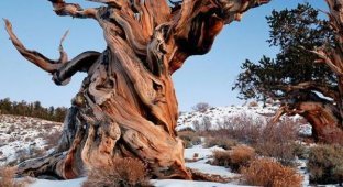 Сосна Мафусаил — самый старый живой организм на планете (4 фотографии)