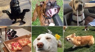 The funniest dogs in the world are visiting you! (25 photos)