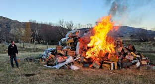 Одна из причин, почему пчёлы стремительно исчезают (8 фото)