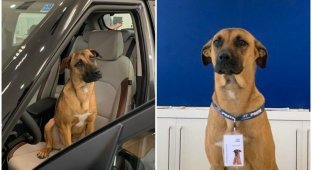 Пес часто бродил возле автосалона, и сотрудники решили его осчастливить (17 фото)