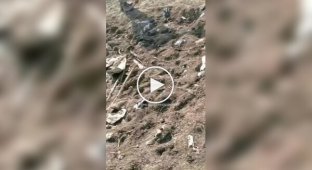 A Ukrainian FPV drone flew into a Russian dugout, two occupiers were minced, and another was wounded