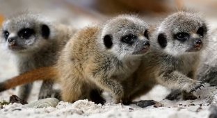 Charming meerkats were born in a Scottish safari park (4 photos + 2 videos)