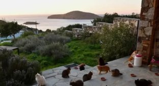 Free housing, utilities, and food: the ideal job is on offer on a Greek island (2 photos + 1 video)