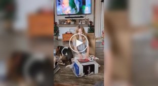 A dog disliked a gift