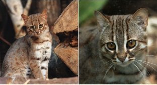 Rusty cat - the smallest of the cats (11 photos + 1 video)