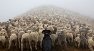 Самые трудолюбивые собаки мира (20 фото)