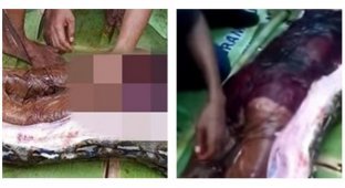 Гигантский питон сожрал индонезийку: видео вскрытия рептилии (4 фото)
