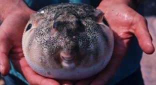 Northern pufferfish: a toxic delicacy (8 photos)
