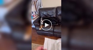 Пес пытается не выдать себя