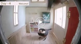 Птицы осваивают новый дом