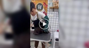 Кіт, який ненавидить грумерів