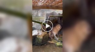 Capybara doesn't learn from its mistakes