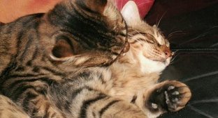 Cats in love (31 Photos)