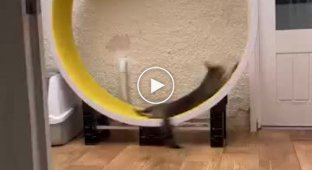 Кошка использует беговое колесо в качестве аттракциона