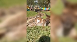 Процесс развития детеныша кенгуру