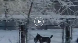 В Красноярске школьникам пришлось бегать за собакой