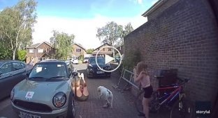 A woman with good reflexes saved an extreme dog