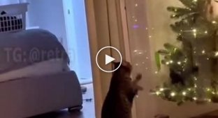 Cats versus Christmas trees: soon in all homes