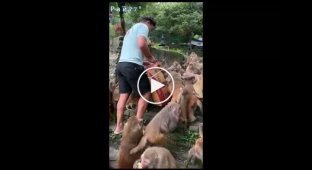 Відео з годуванням полчищ мавп бананами