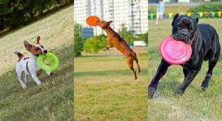 Dog Frisbee: Для клуба Disk Hunters (21 фото)