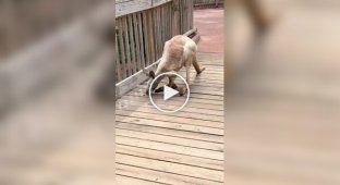 What a very old kangaroo looks like and moves