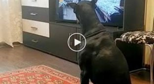 Собака которая все повторяет из телевизора