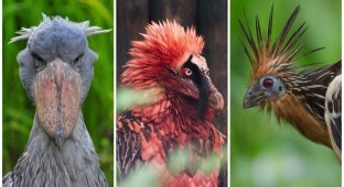 10 странных птиц, в существование которых сложно поверить (21 фото)