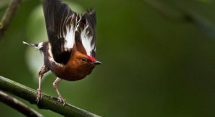 A bird that sings with its wings (7 photos + 1 video)