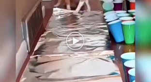 Cats and foil - a strange, but often funny combination