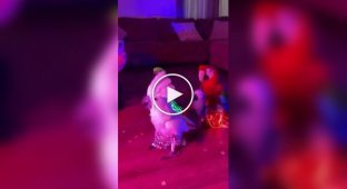 Хозяйка попугаев превратила своих питомцев в настоящих исполнителей восточных танцев