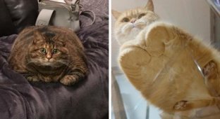 20 милых фотографий, на которых коты похожи на буханки хлеба (21 фото)