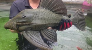 Кольчужный сом: Бронированная рыба-танк. Как агрессивные каменистые реки искажают существ? (9 фото)