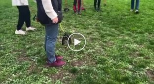 The insanity grew: hobbyhorses were joined by hobbydoggers