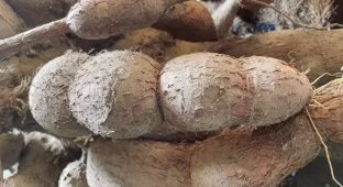 The Deadliest Food in the World Kills More Than 200 People a Year, but 500 Million Eat It Anyway (5 photos)